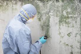 Reliable Angleton, TX Mold Inspection Solutions